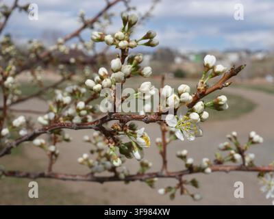 Princess Kay Plum (Prunus nigra) flower buds and early white blossoms on branches in late March in Colorado, USA. Stock Photo