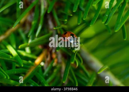 Front view of a red ladybug perched on a green conifer needle surrounded by dense evergreen foliage. Stock Photo