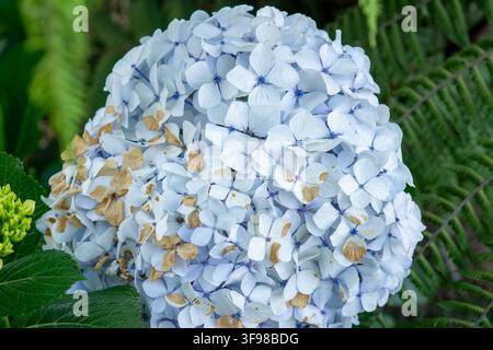 Close-up of light blue hydrangea flower cluster with withered petals in a garden Stock Photo