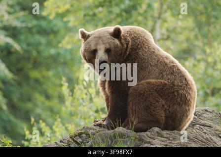 Female brown bear (Ursus arctos) standing on a rock. Captive. Bavarian Forest National Park. Bavaria. Germany Stock Photo