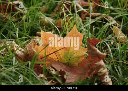 Oak leaves (Quercus rubra) on a meadow, autumn. Bavaria. Germany. Stock Photo