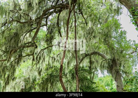 Spanish moss drapes from the twisting branches of mature trees at Brazos Bend State Park in Texas, creating a classic Southern woodland scene. Stock Photo