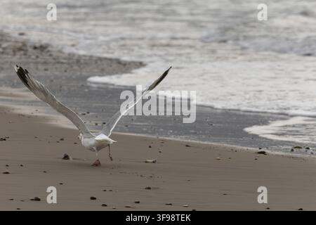 A herring gull (Larus argentatus) in flight over a coastal beach in Denmark, photographed from behind. The bird's wide-spread wings and movement take Stock Photo