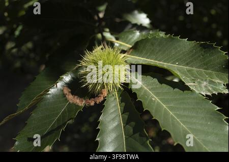 A green chestnut burr is resting on large green leaves in a forest. The sun shines through the trees lighting up the scene. The forest is full of gree Stock Photo