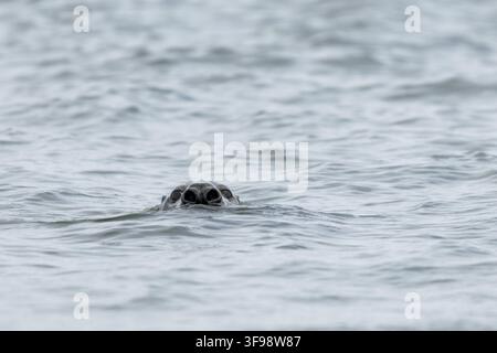 A grey seal (Halichoerus grypus) is looking directly towards the camera from just below the water's surface. Only its head and a small part of its bod Stock Photo