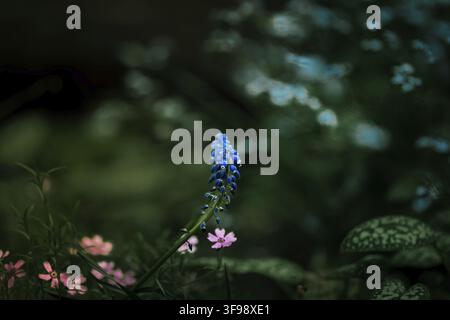 Single blue flower stands out among pink blossoms on a dark background, creating a striking contrast Stock Photo