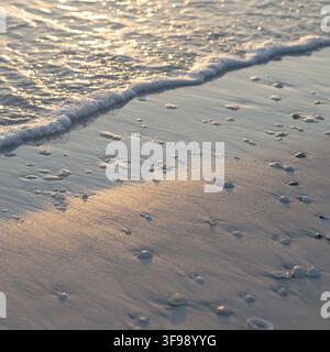 Sea shells and white sand on the Tiger Tail Beach, Marco Island, Florida, U.S.A Stock Photo