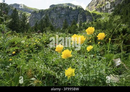 Bulgarian endemic flowers. Globeflower or Trollius europaeus growing in natural habitat in Rila Nature Reserve and National Park, Rila Mountain, Bulga Stock Photo