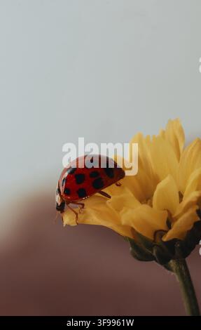 A ladybug perched on a yellow flower, highlighting the vibrant contrast in nature Stock Photo