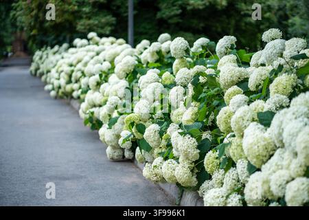 Lush hydrangea shrubs in full bloom during summer season, covered with large fragrant flower heads Stock Photo