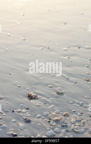 Sea shells and white sand on the Tiger Tail Beach, Marco Island, Florida, U.S.A Stock Photo