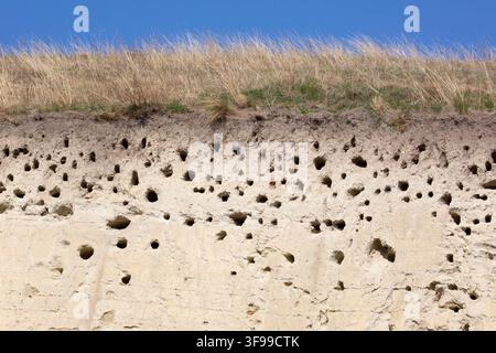 European Bee-eater, Merops apiaster, nesting holes in a sand pit, Saxony, Germany Stock Photo