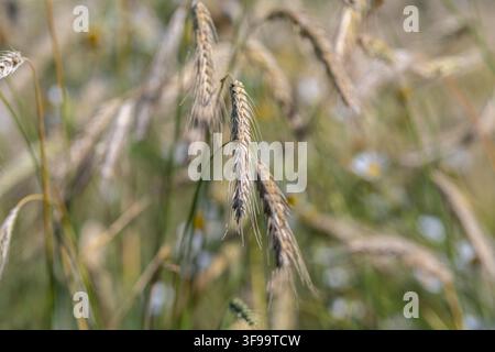 In a serene landscape grains sway gracefully basking in warm sunlight. The vibrant hues of nature blend seamlessly celebrating the season of plenty. Stock Photo