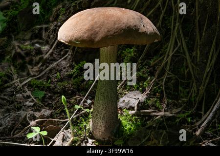 A large mushroom with a brown cap rises gracefully from the forest floor surrounded by green moss and scattered leaves. Sunbeams filter through the tr Stock Photo