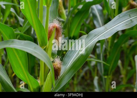 Close-up of developing corn ears with fresh golden-brown silks surrounded by vibrant green leaves, highlighting crop growth, agricultural production, Stock Photo
