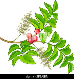 Chilean Hazelnut Colored Detailed Illustration. Stock Vector