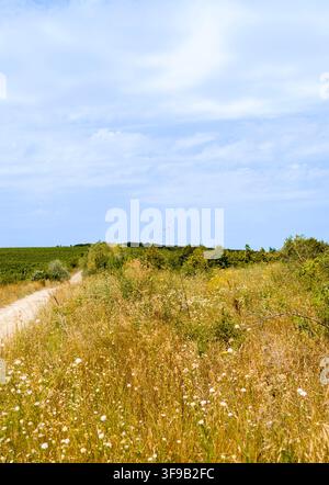Dirt path winding through an overgrown summer meadow under a cloudy blue sky Stock Photo