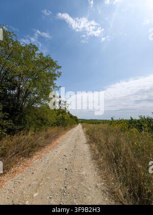 Gravel road winding through a rural landscape, flanked by green trees and dry grass under a blue sky Stock Photo