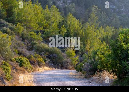 Karmi. Karaman. Karmi village. North Cyprus. Sunlight filtering through pine trees over a scenic dirt path leading toward rugged, foggy mountain peaks Stock Photo