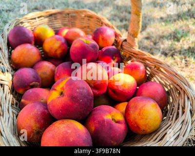 Close-up of ripe red and yellow peaches and nectarines piled in a rustic wicker basket outdoors. Stock Photo