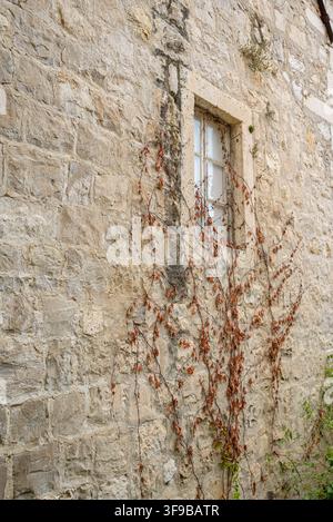 A close-up view of a rugged stone wall partially covered by a climbing vine, featuring irregular stones and aged elements in a softly lit environment Stock Photo