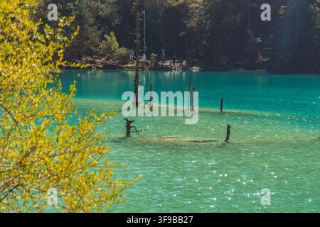 Dead tree trunks standing in a turquoise lake, Blue Moon Valley, Lijiang, China Stock Photo