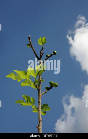 Young figs with leaves in the sky Stock Photo