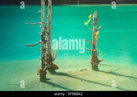 Weathered tree trunks standing in turquoise lake water, Blue Moon Valley, Lijiang Stock Photo