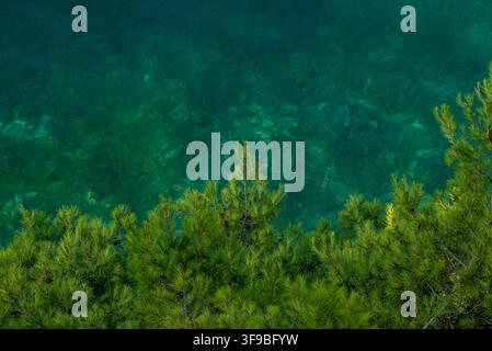A picturesque view featuring clear water filled with aquatic life, lush pine trees in sharp focus against a soft, overcast sky Stock Photo