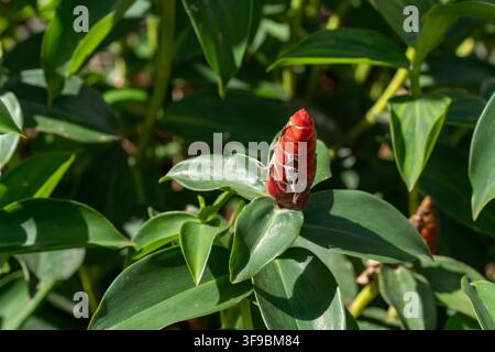 A macro shot of a vibrant red button ginger (Costus woodsonii) inflorescence emerging from large, glossy green leaves. Stock Photo