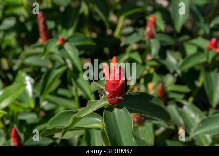 A detailed close-up of a red button ginger plant (Costus woodsonii) showing tiny orange true flowers emerging from the bright red bracts. Stock Photo