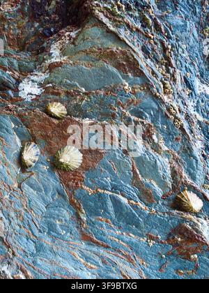 Limpets attached to rock beside a tidal pool at Polridmouth Cove near Fowey, Cornwall, England, UK Stock Photo