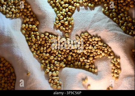 Commercial close-up photograph of aromatic round coriander seeds scattered artistically over folds of white fabric, creating a textured and elegant arrangement for culinary and spice concepts. Stock Photo