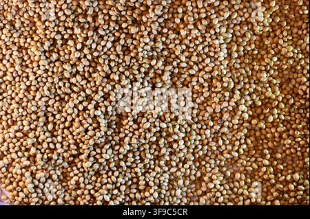 Commercial close-up photograph of an abundant spread of aromatic round coriander seeds, covering the entire frame to create a natural, organic texture background for culinary and spice concepts. Stock Photo