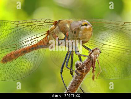 Close up of a large common darter dragonfly Stock Photo