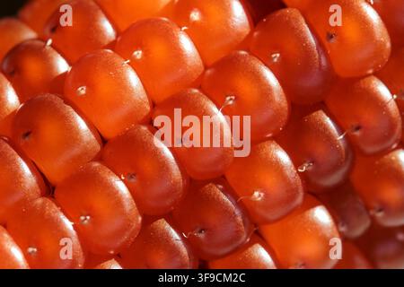 Extreme macro close-up of glossy red and orange corn kernels on a cob, showing intricate natural texture and detail Stock Photo