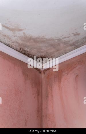 Black mold and moisture stains on ceiling and pink walls in room corner Stock Photo