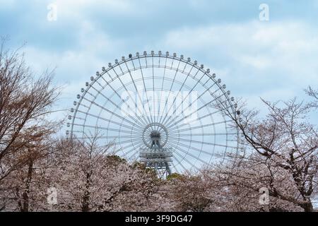 Iconic large ferris wheel surrounded by pink sakura trees during springtime in amusement park at Osaka, Japan Stock Photo