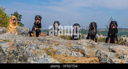 Several dogs including Hovawarts Canis lupus familiaris sitting on rocky hilltop together. Stock Photo