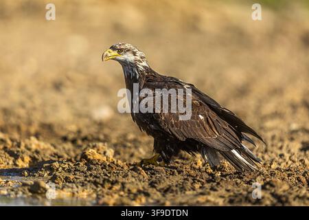 Immature Bald Eagle watches surroundings from wet shore with detailed mottled plumage Stock Photo