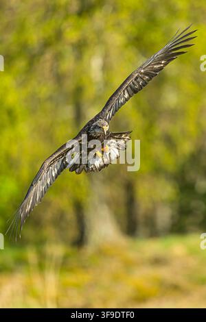Immature Bald Eagle turns gracefully in flight displaying broad patterned flight feathers Stock Photo