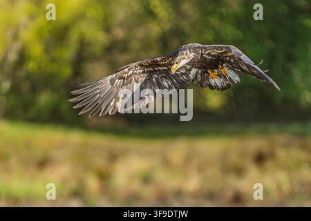 Immature Bald Eagle flies steadily over river surface against softly blurred woodland Stock Photo