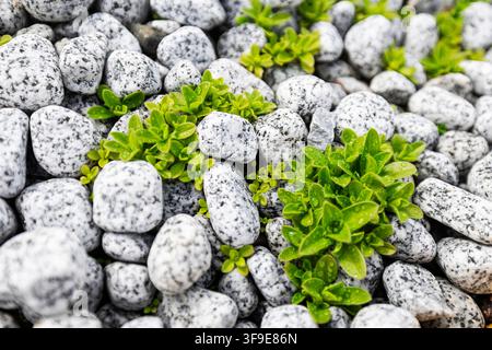 Bed of Smooth Pebbles and Natural Stones with Light Gray Texture, Full Frame Stone Surface Background for Architecture and Design Stock Photo