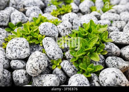 Bed of Smooth Pebbles and Natural Stones with Light Gray Texture, Full Frame Stone Surface Background for Architecture and Design Stock Photo