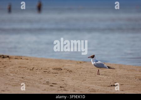 Black-headed gull standing on sandy Dubulti beach in Jurmala city on a Baltic Coast, Latvia Stock Photo