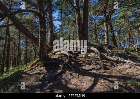 Exposed pine tree roots on sandy dune in coastal forest near Jaunkemeri beach, Jurmala, Latvia Stock Photo