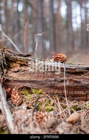 Pine cones resting on a decaying log surrounded by forest floor with pine needles and trees in the background Stock Photo