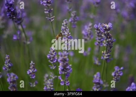 Honey bee foraging on a vibrant purple lavender flower spike in a summer field, Stock Photo
