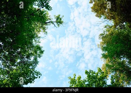 Upward view through lush green tree canopy toward bright blue sky with scattered white clouds, sunlight filtering through leafy branches and slender Stock Photo