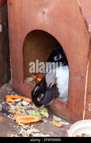 Two rabbits eating vegetables inside a wooden hutch with a cozy entrance and scattered food on the floor Stock Photo